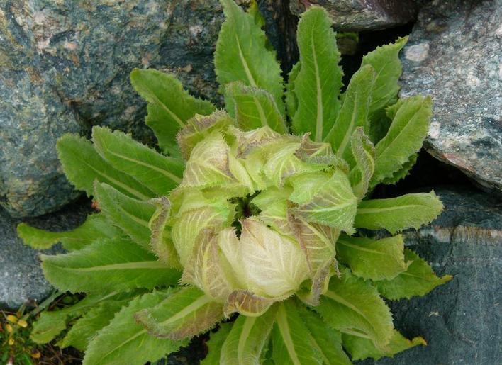 Snow lotus Saussurea Xue Lian Wild flower chinese Saussurea